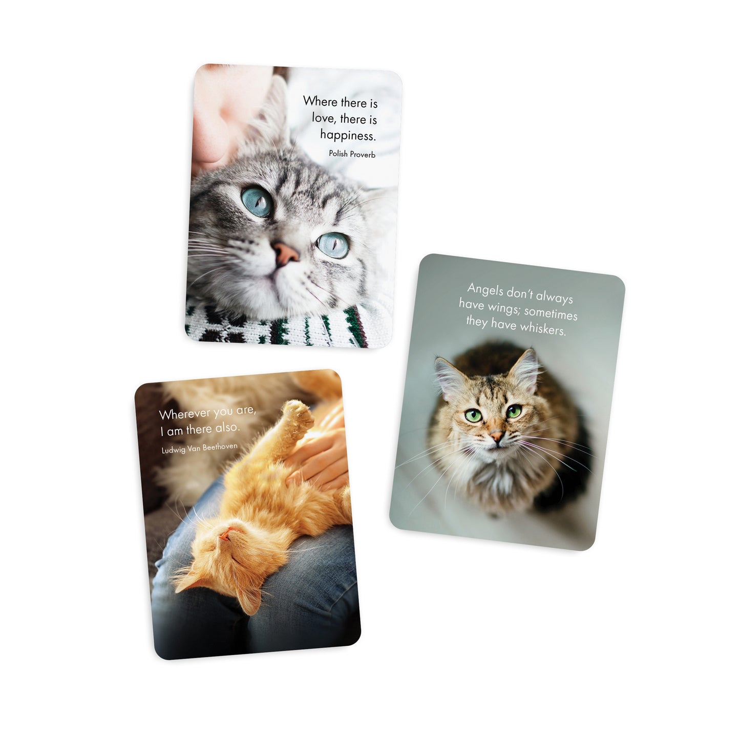 24 Animal Affirmation Cards - The Great Catsby