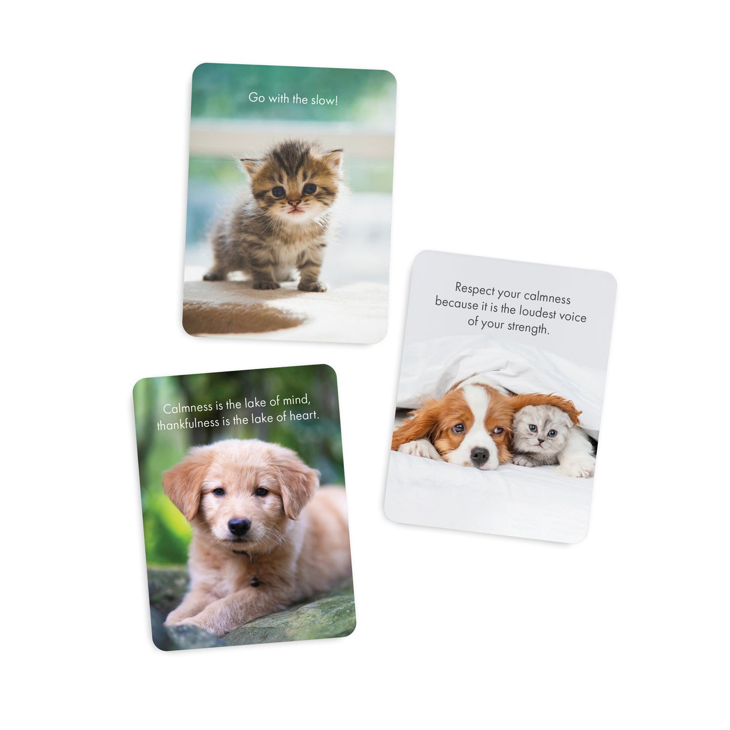 24 Animal Affirmation Cards - Little Paws